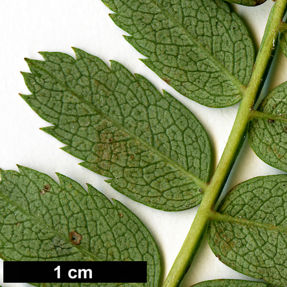 High resolution image: Family: Rosaceae - Genus: Sorbus - Taxon: KR 5100A (S. aff. filipes)